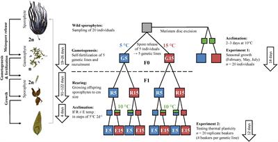 Thermal Plasticity of the Kelp Laminaria digitata (Phaeophyceae) Across Life Cycle Stages Reveals the Importance of Cold Seasons for Marine Forests